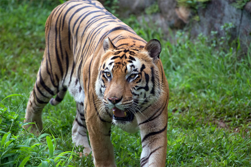 Auch der Tiger scheut den Zahnarztstuhl